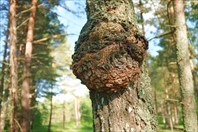 DSCF8072 — копия (2)